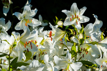 White lily flowers in the garden 