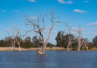 Wetland bird wildlife habitat at Warren New South Wales Australia