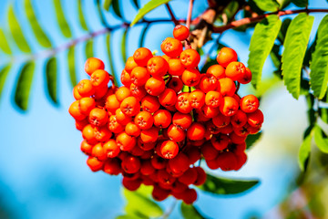Rowan tree, Ash-berry tree at autumn