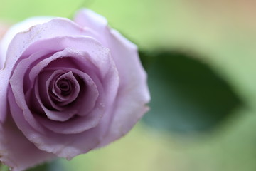 close up dusty rose colored rose with water drops