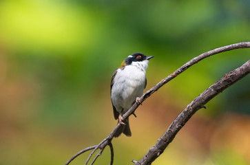 White naped Honeyeater perched on branch with copy space
