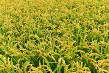 Mature rice in the field