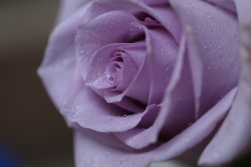close up dusty rose colored rose with water drops