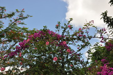 Enchanting Flowers