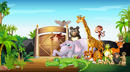 Many wild animals at the park