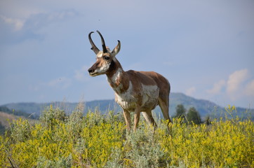 Antelope