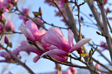 Magnolia flower blooming