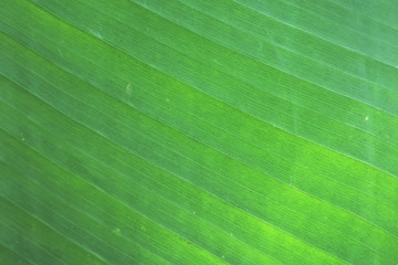 Fresh green banana leaf background and texture
