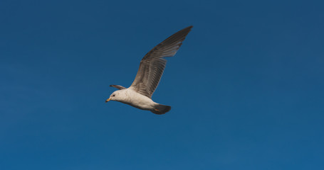 seagull in flight