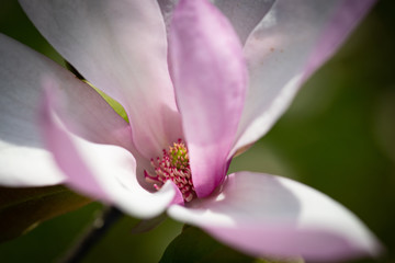 Obraz premium Pink and white bloom