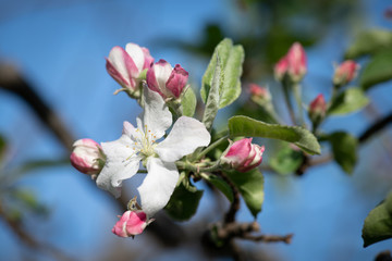 Apple tree blossoms against a blue sky background