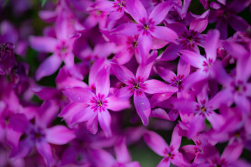 Fototapeta premium Purple flower background