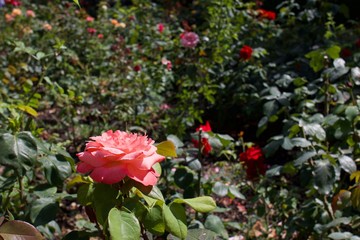 Rosas en jardin en el calor del verano