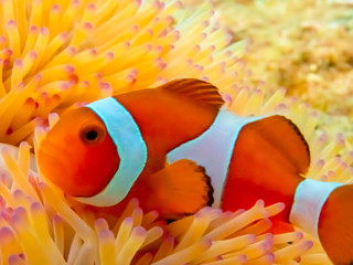 Under water close up shot of Nemo fish, clown fish, living and playing in their anemone home.