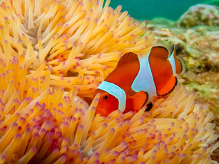 Fototapeta na wymiar Under water close up shot of Nemo fish, clown fish, living and playing in their anemone home.