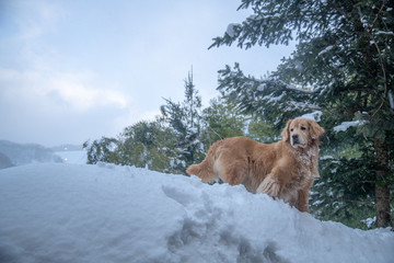 ペンション朝ねぼう_ゴールデンレトリバー