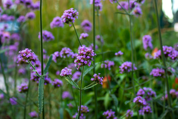 Obraz premium purple flower of Verbena bonariensis, also know as purpletop vervain, clustertop vervain, Argentinian vervain, tall verbena or pretty verbena.