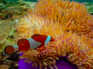 Naklejka na ściany i meble Under water close up shot of Nemo fish, clown fish, living and playing in their anemone home.