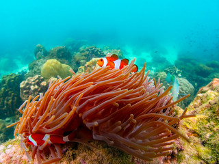 Under water close up shot of Nemo fish, clown fish, living and playing in their anemone home.