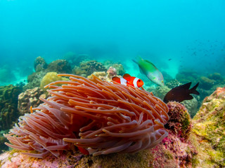 Under water close up shot of Nemo fish, clown fish, living and playing in their anemone home.
