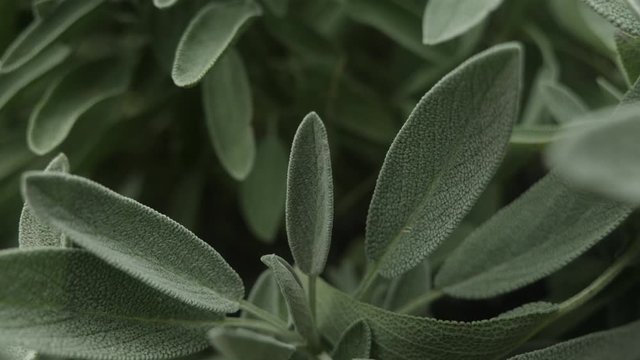 Culinary sage plant outside in a garden