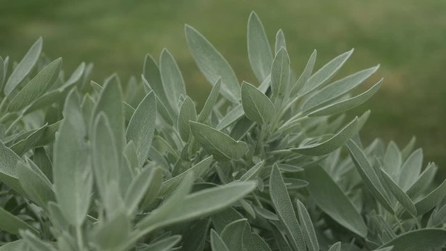 Culinary sage plant outside in a garden