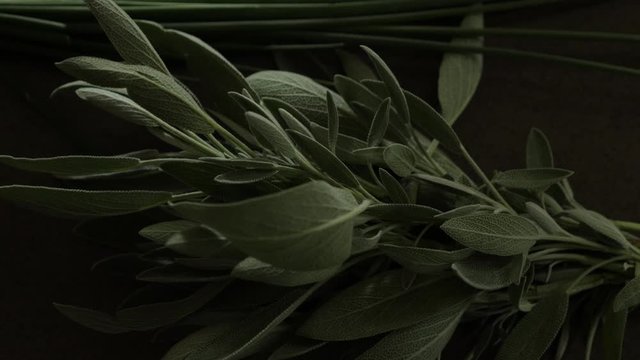 Culinary sage plant leaves on a kitchen counter in natural light