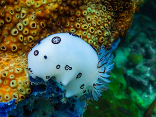 Beautiful Sea Rabbit Nudibranch under the sea, Sattahip Thailand