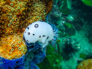 Beautiful Sea Rabbit Nudibranch under the sea, Sattahip Thailand