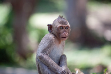 可愛いサル