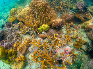 Coral reef with school of colorful tropical fish under the sea at Samaesan city, Thaialnd