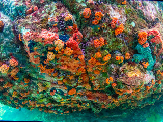 Coral reef with school of colorful tropical fish under the sea at Samaesan city, Thaialnd