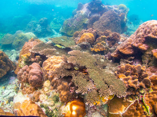 Fototapeta na wymiar Coral reef with school of colorful tropical fish under the sea at Samaesan city, Thaialnd