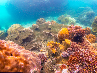 Fototapeta na wymiar Coral reef with school of colorful tropical fish under the sea at Samaesan city, Thaialnd