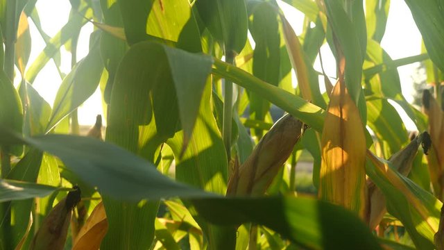 Corn plants in a cornfield during summer