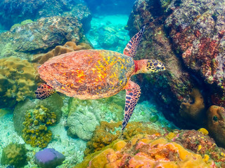 Sea turtles are swimming in the sea full of colorful fish and corals.