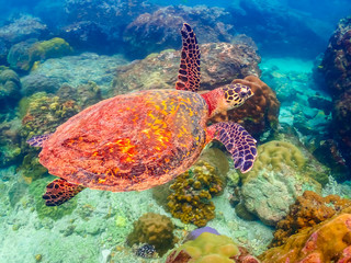 Sea turtles are swimming in the sea full of colorful fish and corals.
