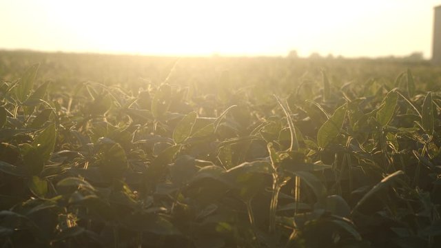 Soy Plants At Sunset Or Sunrise In A Soybean Field On A Farm In Rural Illinois