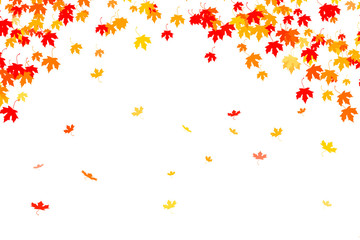 Multi colored autumn leaves background. Multicolored maple leafs falling down 