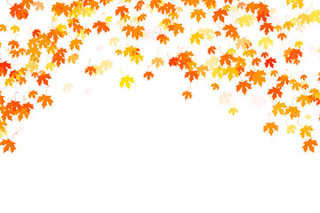 Multi colored autumn leaves on white background