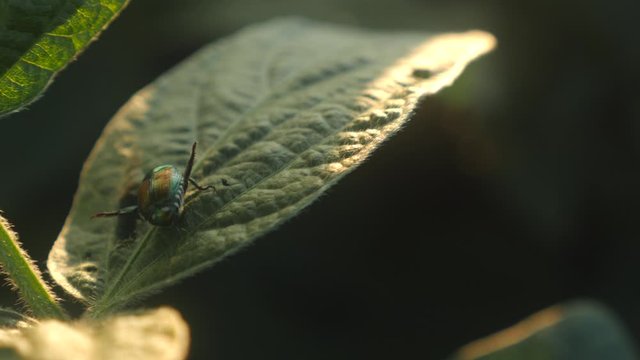 June bug beetle on the leave of a soy plant on a farm