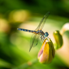 close-up dragonfly on the flowers 
