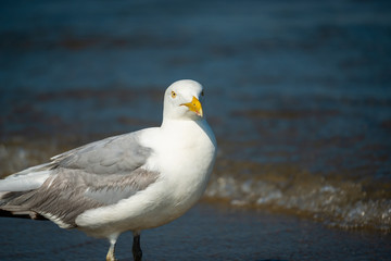 Seagull isolated at the ocean-side 