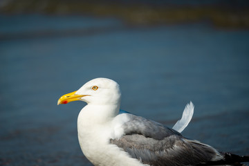 Fototapeta na wymiar Seagull isolated at the ocean-side 