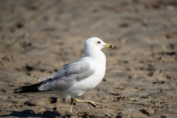 Seagull isolated at the ocean-side 