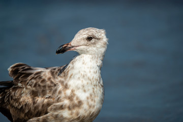 Seagull isolated at the ocean-side 