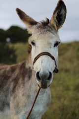 portrait of donkey