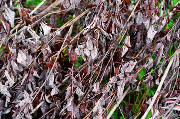 branches of a fallen tree with dry lifeless leaves, behind which you can see the autumn vegetation and green lawn. Dead plant texture