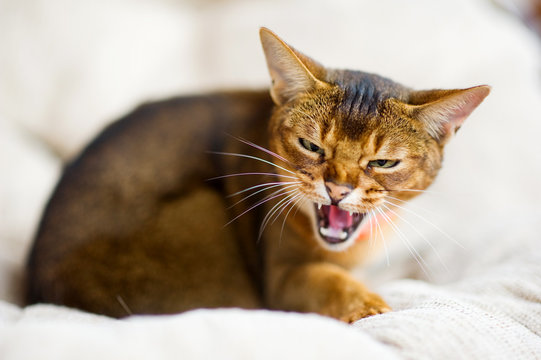 Abyssinian cat squintes, hisses and prepares to attack the enemy