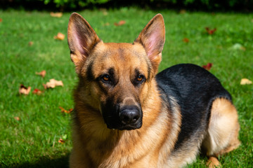 German shepherd dog at the training 